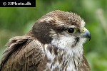 falco biarmicus   lanner falcon  