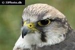 falco biarmicus   lanner falcon  