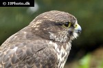 falco cherrug   saker falcon  