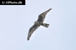 falco cherrug altaicus   altai falcon  