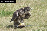 falco cherrug altaicus   altai falcon  