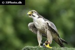 falco jugger   laggar falcon  