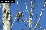 falco mexicanus   prairie falcon  