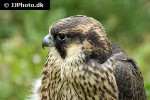 falco pelegrinoides   barbary falcon  