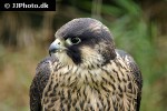 falco peregrinus   peregrine falcon  