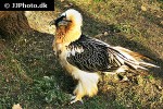 gypaetus barbatus   bearded vulture  