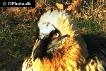 gypaetus barbatus   bearded vulture  