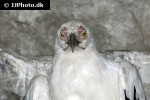 gypohierax angolensis   palm nut vulture  