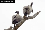 gyps africanus   african white backed vulture  