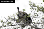 gyps africanus   african white backed vulture  