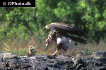 gyps bengalensis   asian white backed vulture  