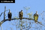 gyps bengalensis   asian white backed vulture  