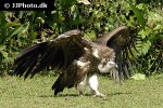 gyps fulvus   griffon vulture  