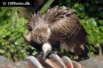 gyps fulvus   griffon vulture  