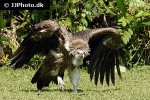 gyps fulvus   griffon vulture  