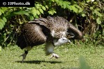 gyps fulvus   griffon vulture  