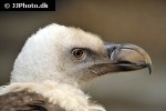 gyps fulvus   griffon vulture  