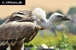 gyps fulvus   griffon vulture  