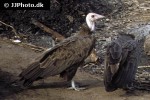 gyps fulvus   griffon vulture  