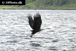 haliaeetus albicilla   white tailed eagle  