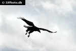 haliaeetus albicilla   white tailed eagle  