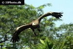 haliaeetus albicilla   white tailed eagle  