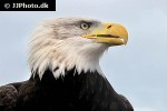 haliaeetus leucocephalus   bald eagle  