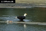 haliaeetus leucocephalus   bald eagle  