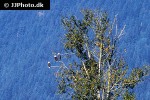 haliaeetus leucocephalus   bald eagle  