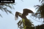 haliaeetus leucocephalus   bald eagle  