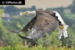 haliaeetus leucocephalus   bald eagle  