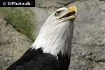 haliaeetus leucocephalus   bald eagle  