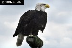 haliaeetus leucocephalus   bald eagle  