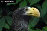 haliaeetus pelagicus   stellar s sea eagle  