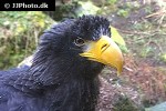 haliaeetus pelagicus   stellar s sea eagle  