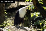 haliaeetus vocifer   african fish eagle  