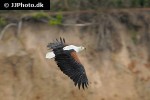 haliaeetus vocifer   african fish eagle  