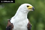 haliaeetus vocifer   african fish eagle  