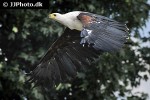 haliaeetus vocifer   african fish eagle  