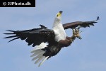 haliaeetus vocifer   african fish eagle  