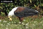 haliaeetus vocifer   african fish eagle  