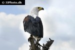 haliaeetus vocifer   african fish eagle  