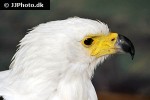 haliaeetus vocifer   african fish eagle  