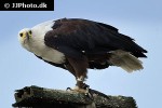 haliaeetus vocifer   african fish eagle  