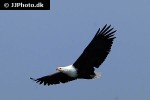 haliaeetus vocifer   african fish eagle  