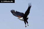 haliaeetus vocifer   african fish eagle  