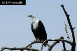 haliaeetus vocifer   african fish eagle  