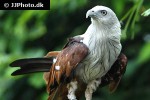 haliastur indus   brahminy kite  