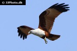 haliastur indus   brahminy kite  