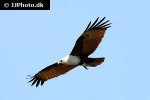 haliastur indus   brahminy kite  